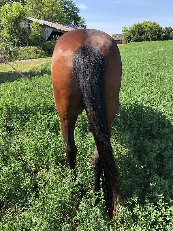 experienced-pony