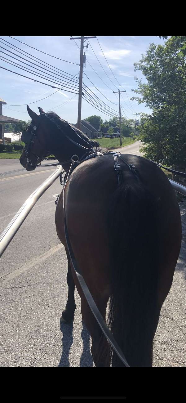 kid-safe-pony