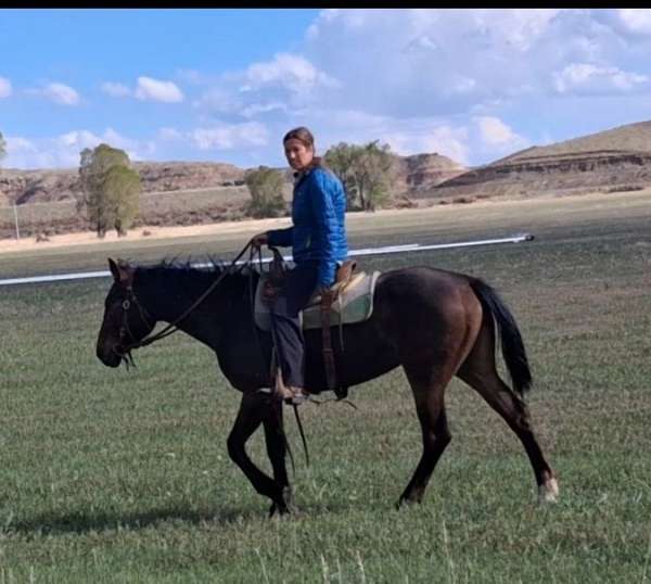 experienced-mare