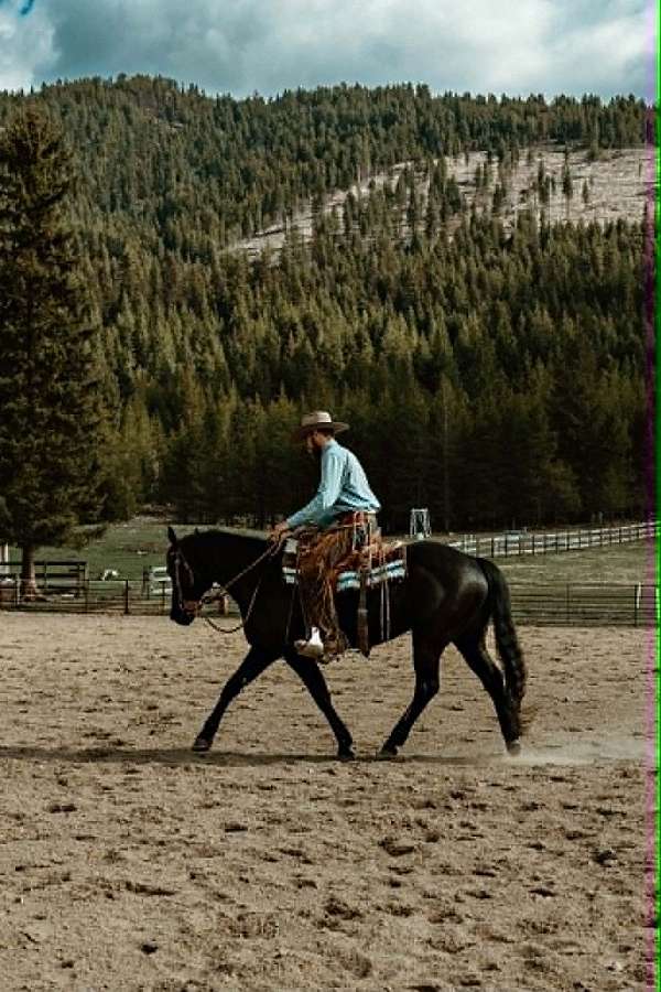 pretty-appendix-horse