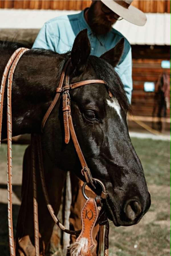 black-star-horse