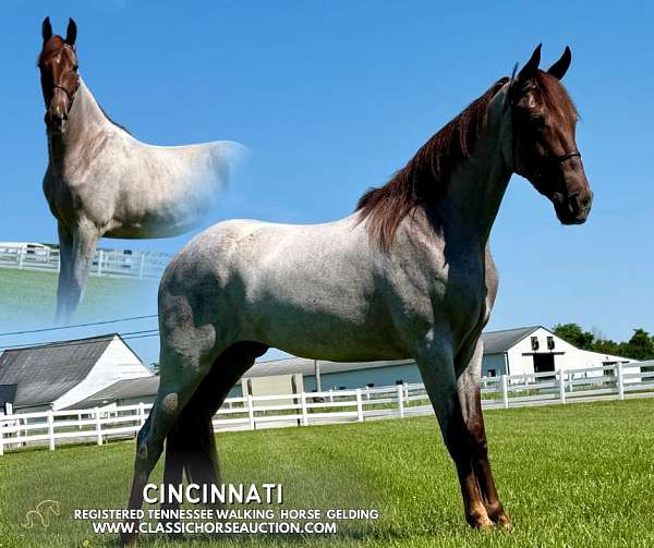 easy-to-saddle-gelding