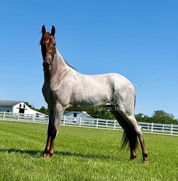 age-tennessee-walking-horse
