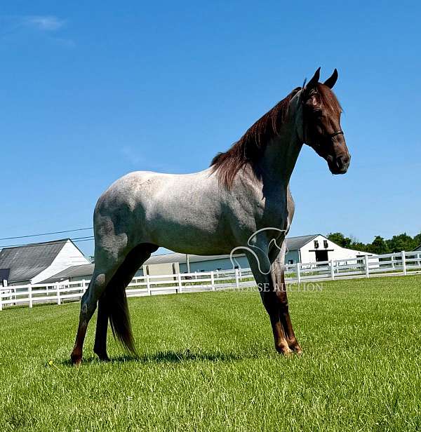 all-around-tennessee-walking-horse