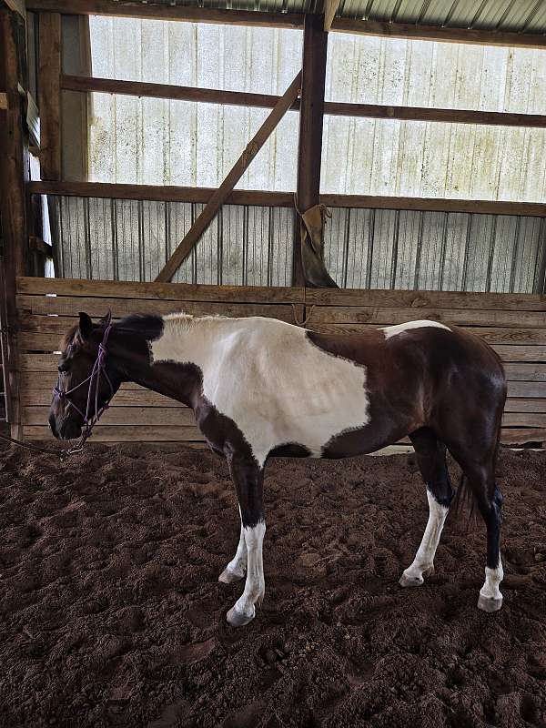 trail-riding-gelding