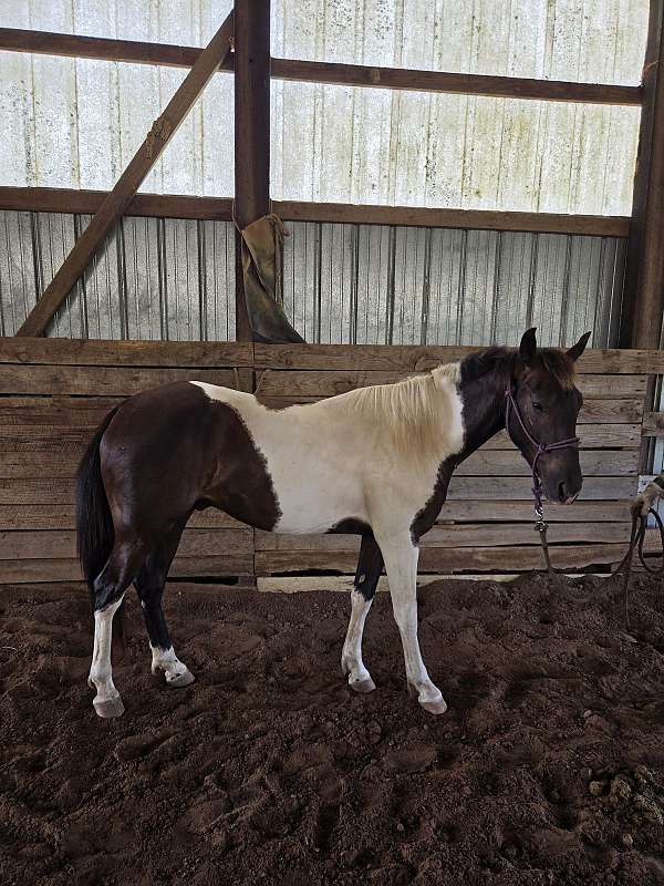 trail-riding-paint-horse
