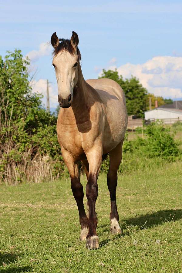 buckskin-kfps-filly