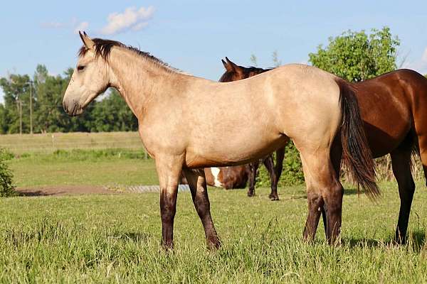 tobiano-aqha-filly