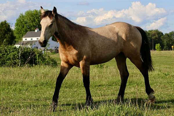 tobiano-kfps-filly