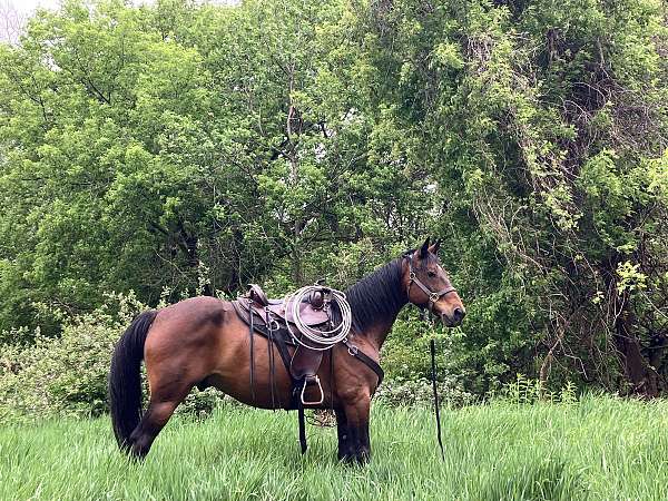 gaited-trail-walkaloosa-horse