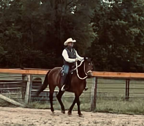 star-horse