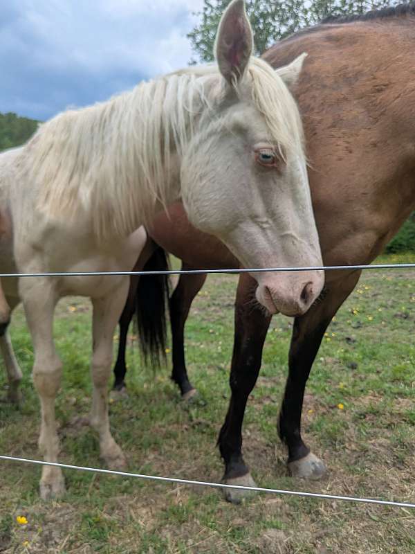 cremello-athletic-blue-eyed-horse