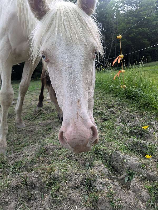 gentled-quarter-horse