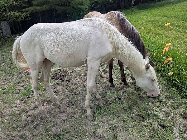 great-temperment-quarter-horse