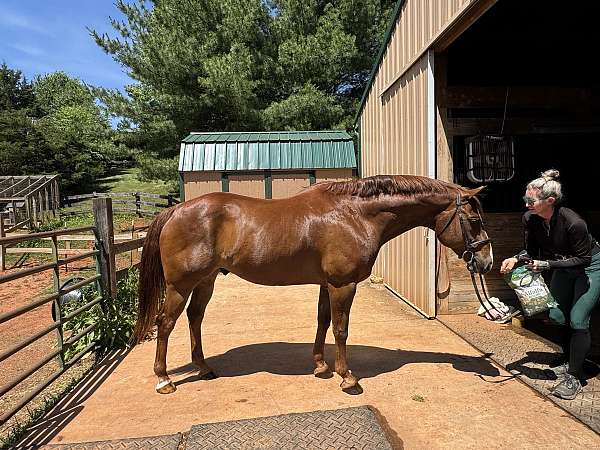 large-rider-quarter-horse