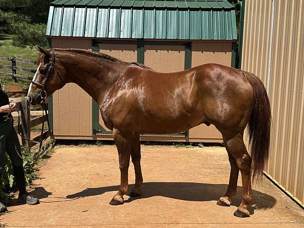 triton-quarter-horse