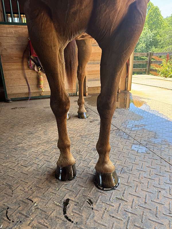 large-rider-horse
