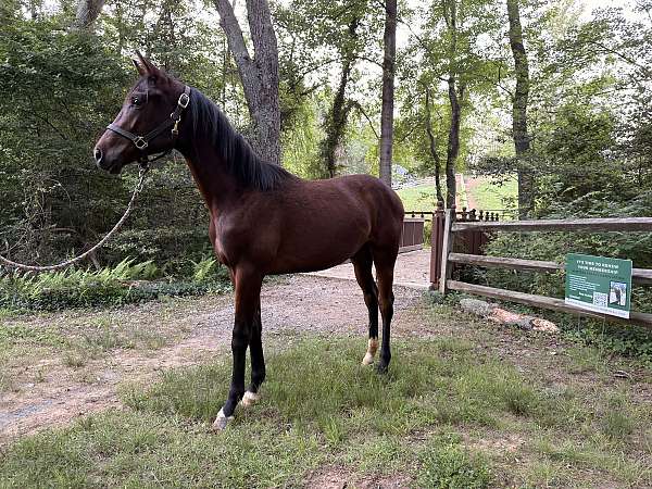 hanoverian-gelding