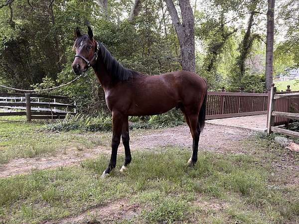 hanoverian-horse-for-sale