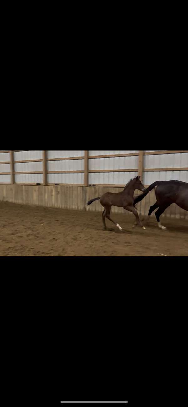 hanoverian