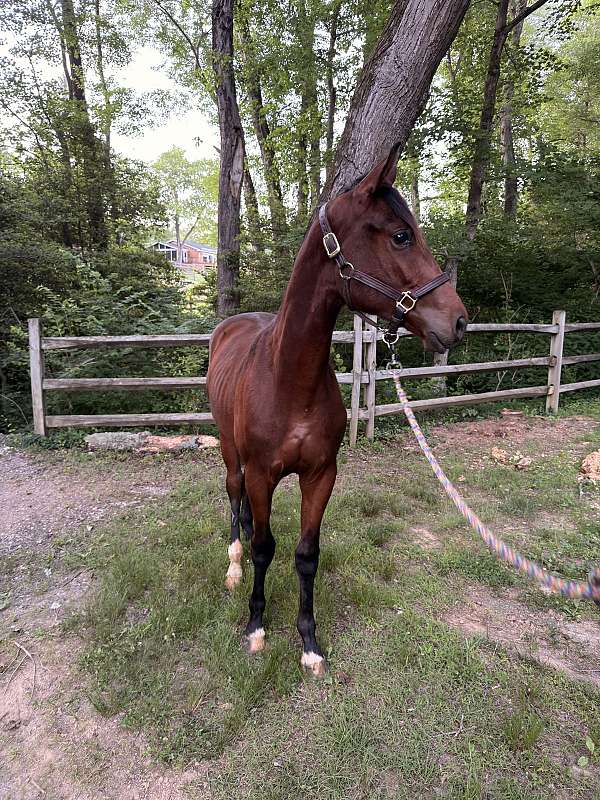 hanoverian-horse