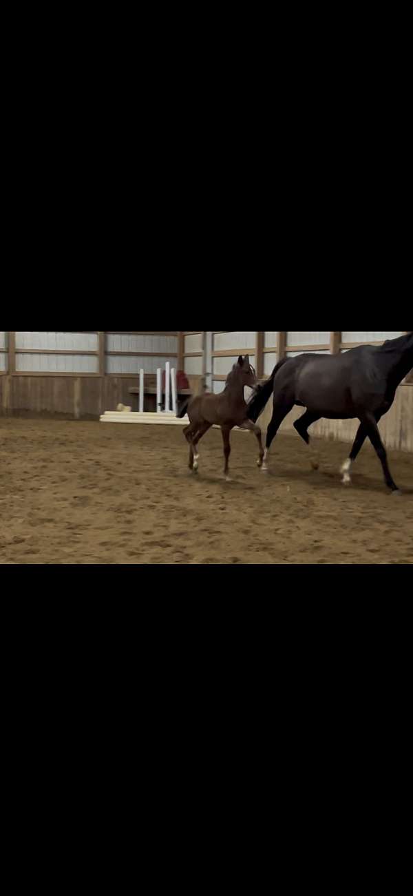 gelding