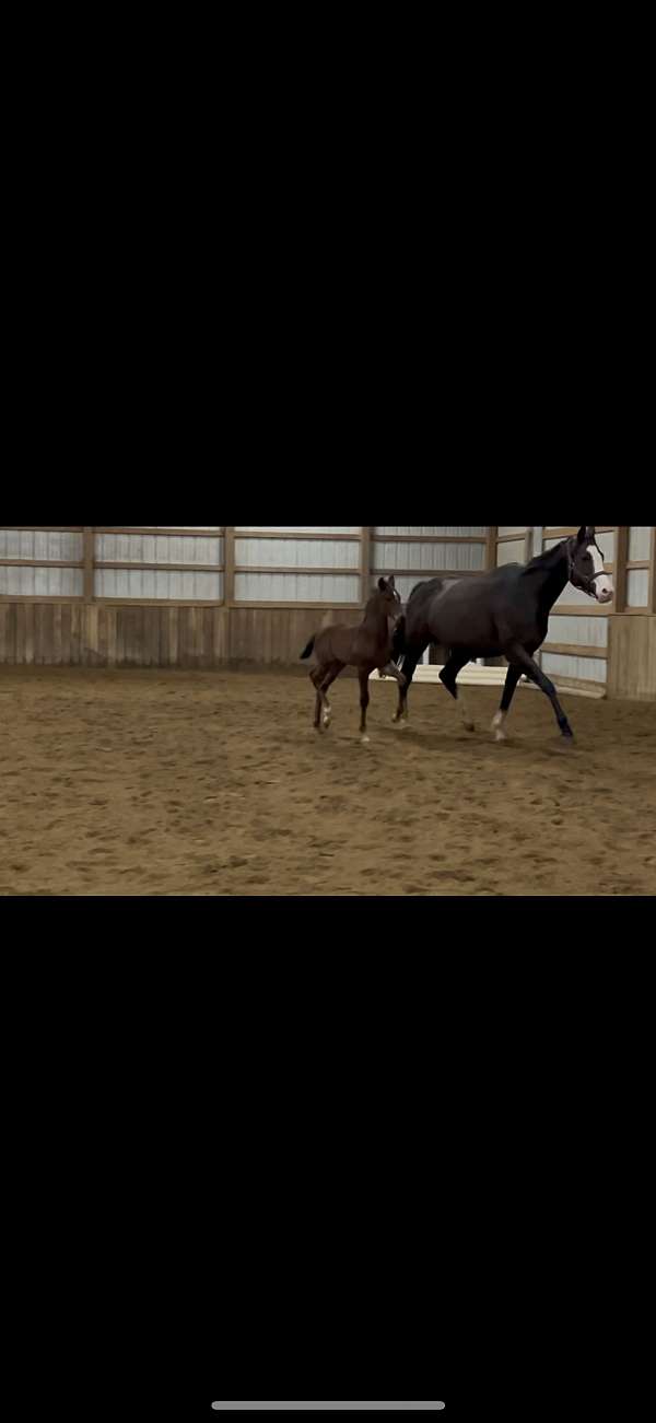 athletic-hanoverian-horse