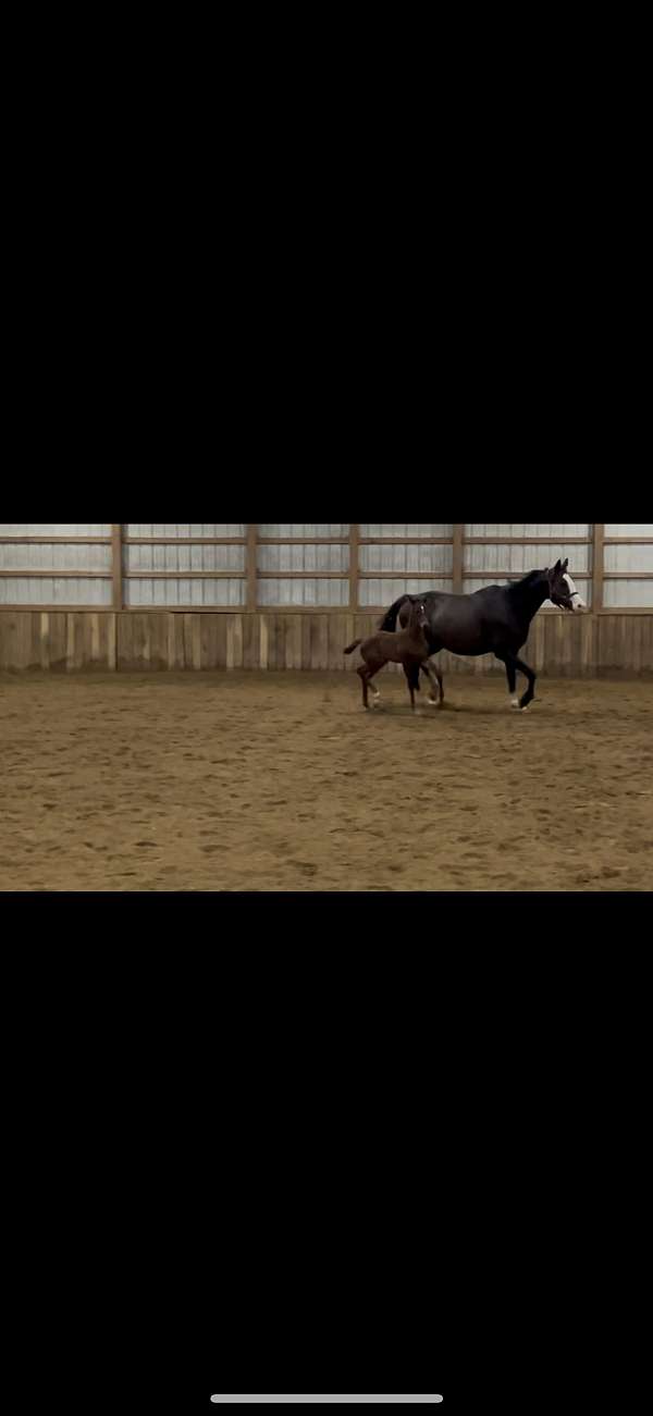 dressage-hanoverian-horse