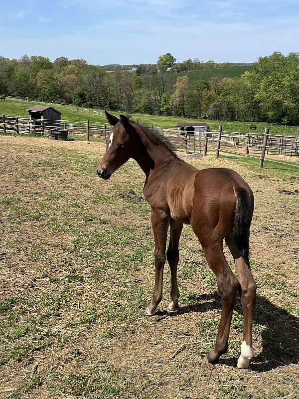 eventing-hanoverian-horse