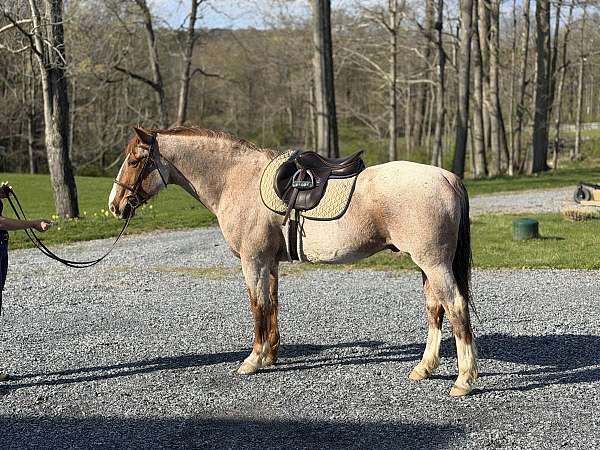 all-around-quarter-horse