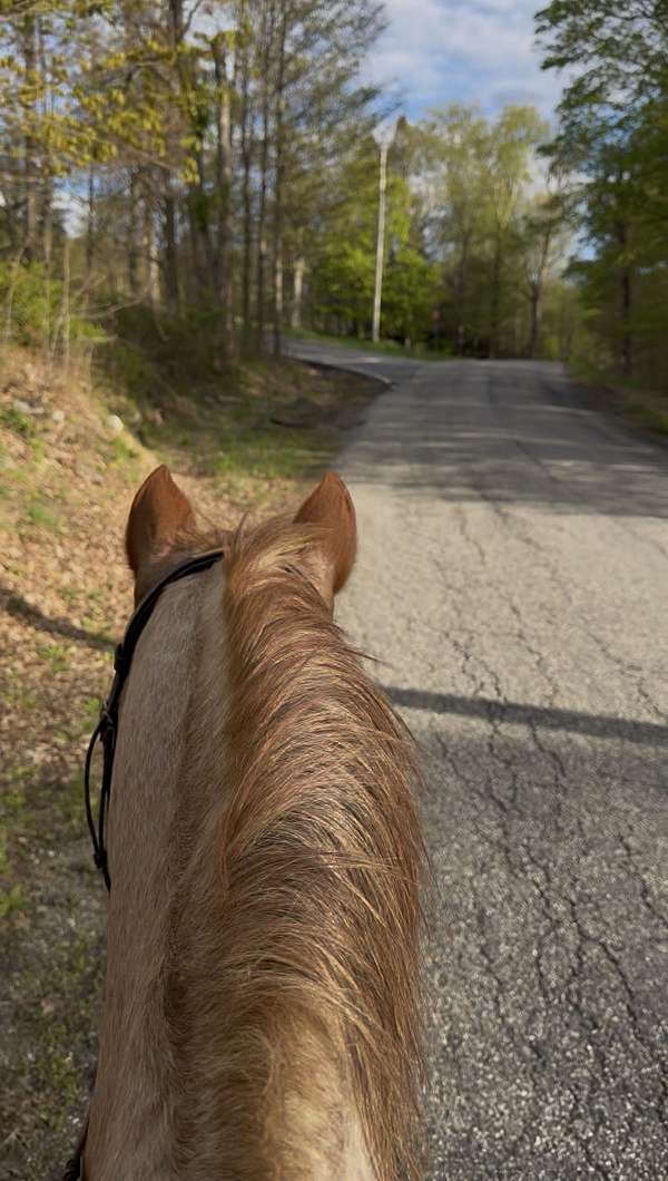 english-pleasure-quarter-horse