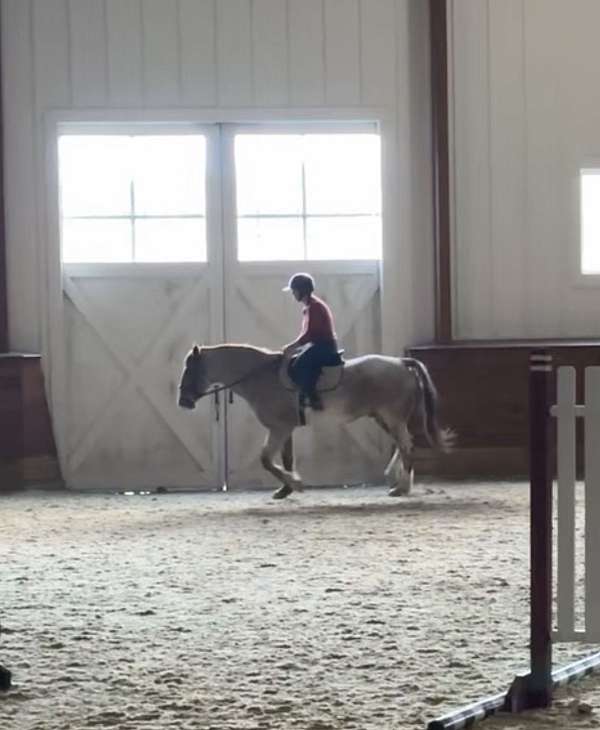 ridden-english-quarter-horse