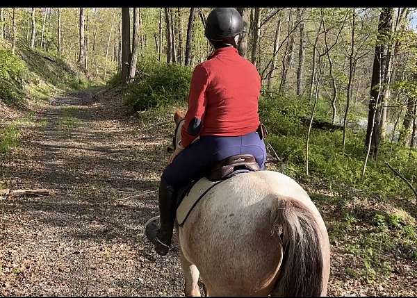 ridden-western-quarter-horse
