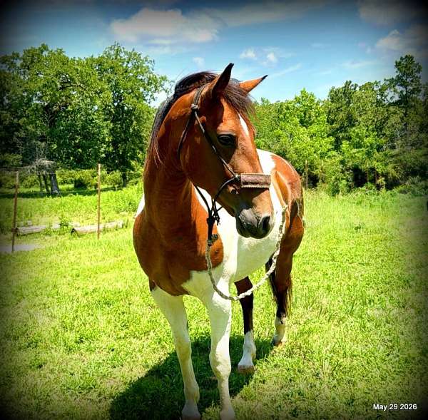 colorful-horse-paint
