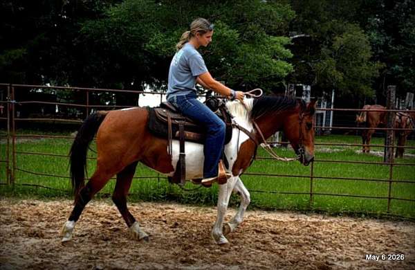 flashy-horse-paint