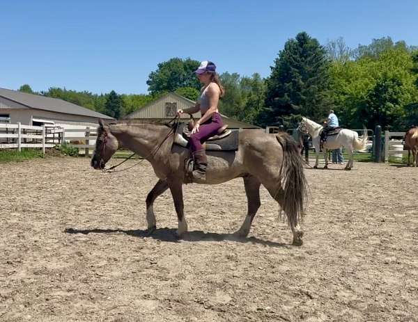 grulla-blaze-4-socks-horse