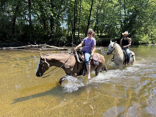 all-around-quarter-horse