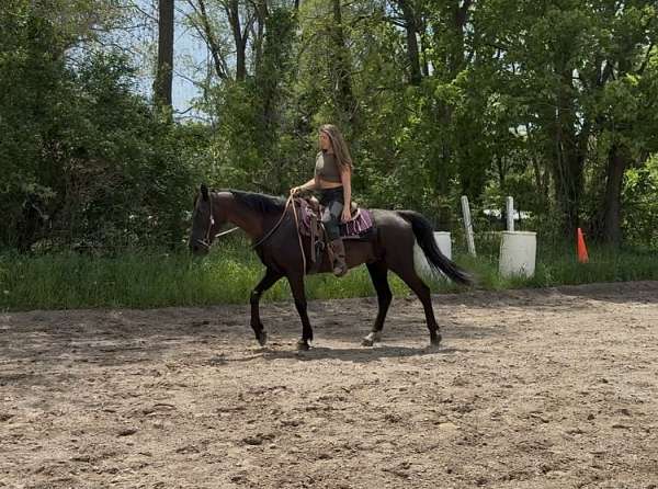 driving-standardbred-horse