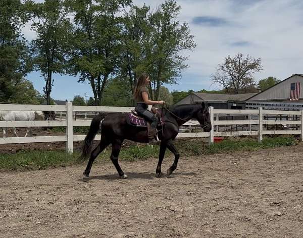 endurance-standardbred-horse