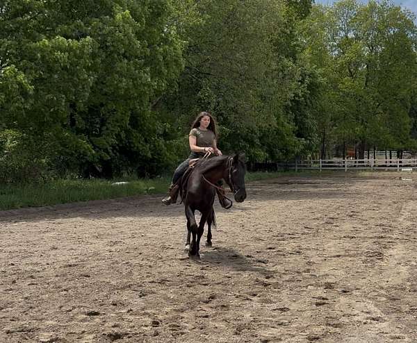 experienced-standardbred-horse