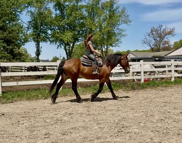 all-around-clydesdale-horse