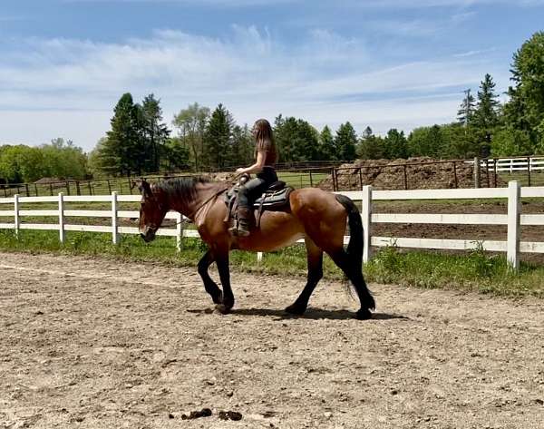 beginner-clydesdale-horse