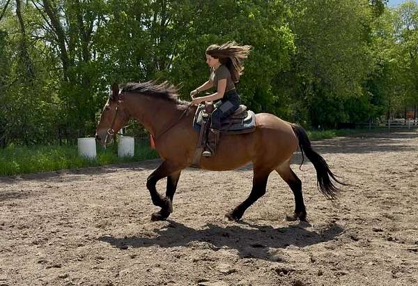 draft-clydesdale-horse