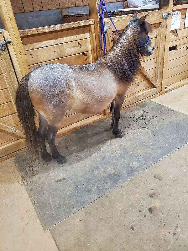 therapy-broodmare