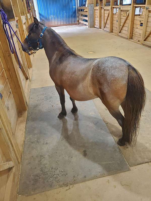 7-hand-miniature-broodmare