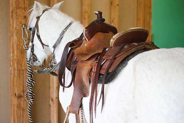 welsh-pony-gelding