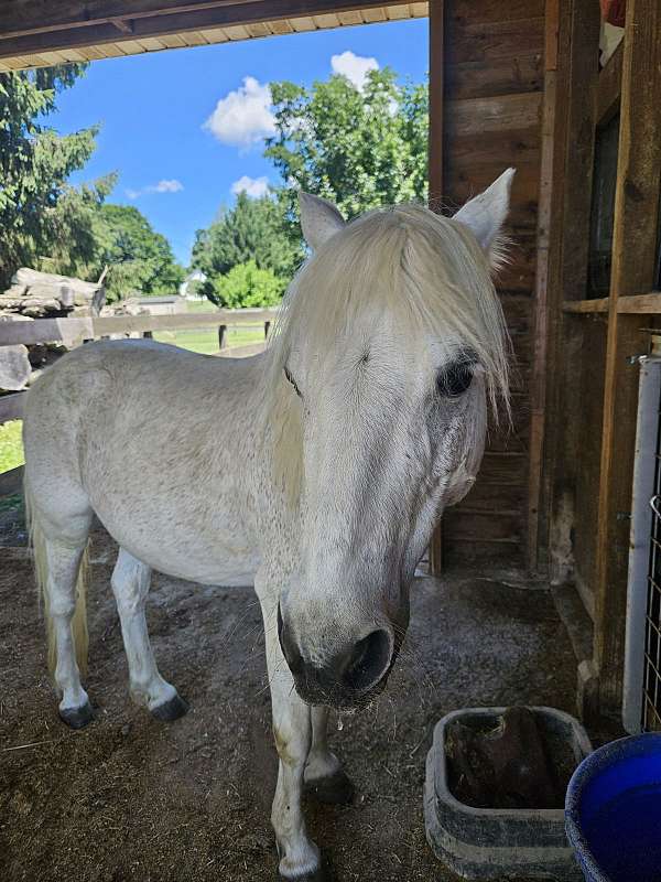 welsh-pony-for-sale
