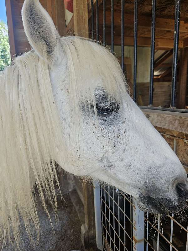 loads-well-welsh-pony