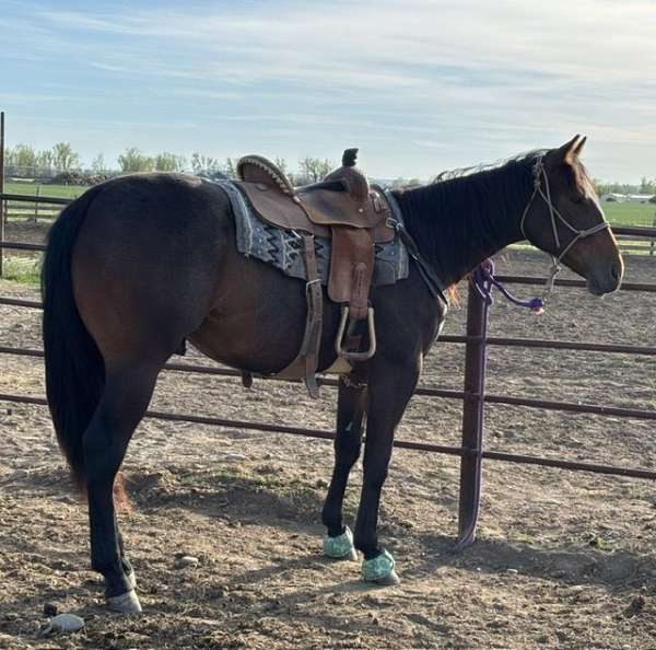 balanced-appendix-horse