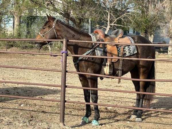 billings-appendix-horse